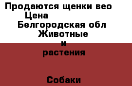 Продаются щенки вео. › Цена ­ 8000..10000 - Белгородская обл. Животные и растения » Собаки   . Белгородская обл.